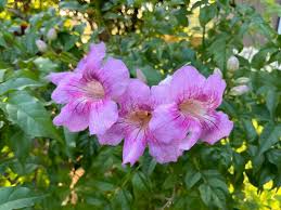 Image result for Podranea brycei