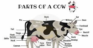 parts of a cow useful cow anatomy with pictures 7 e s l