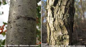 The fruits not only attract birds but are. Types Of Hawthorn Trees With Their Flowers And Leaves Pictures