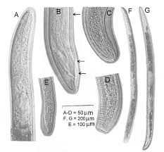 Image result for Dissotis pachytricha