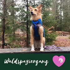 Im Wald Unterwegs Mit Der Perfekten Tauleine Von Taumur Die Kein Wasser Aufnimmt Und Sich Ruck Zuck Waschen Lasst Erfahrt Mehr Animals Dogs Instagram