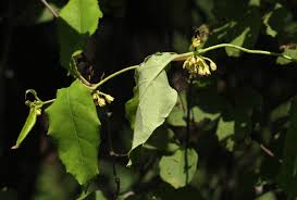 Image result for Marsdenia cynanchoides