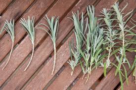 Lavender can propagate by it's cuttings easily. End Of Summer Garden Propagation Vine And The Olive