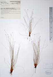 Image result for Fimbristylis