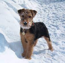 Welsh Terrier Vs Fox Terrier Breed Comparison Mydogbreeds