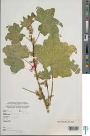 Image result for Malva verticillata