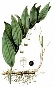 Image result for Ophrypetalum odoratum
