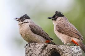 انواع البلبل Bulbul Bird Animals