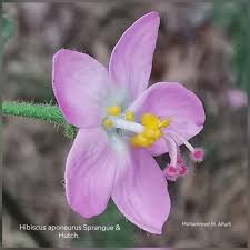 Image result for Hibiscus aponeurus