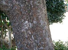 Smooth bark of elm ist nützlich für das wohlbefinden und den trophismus der schleimhäute und die regelmäßigkeit des darmtransits. Chinesische Ulme Wikipedia