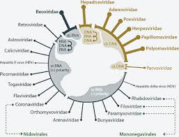 We did not find results for: Viral Taxonomy