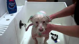 Pet yeast infections tend to go by the names yeast at this point, the common infection has become a serious condition that needs immediate treatment. Dog Yeast Infection Home Remedy Conway S Journey To Health Youtube