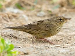 Image result for Landolphia lanceolata