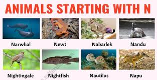 Animals That Start With N List Of 35 Animals Starting With N In English Esl Forums