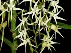 Image result for Cyrtorchis arcuata