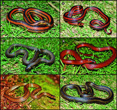 Image result for Atractus cerberus