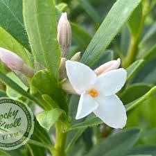 Image result for Synandrodaphne