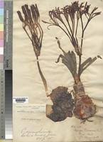 Image result for Ammocharis tinneana