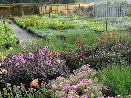 Perennial plants come back year after year. Home Country Farm Perennials