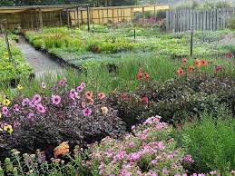 Maybe you would like to learn more about one of these? Home Country Farm Perennials