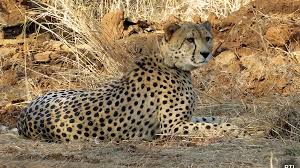 Latest Asiatic-cheetahs News|Top Asiatic-cheetahs News Headlines  Today|Today India news| Breaking Asiatic-cheetahs News Today|English Asiatic -cheetahs News Headlines - Newsx