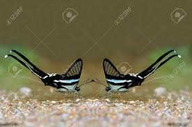 Footage by kazuo unno (rt @centerforbiodiv ) 2k2k. Double Green Dragontail Butterfly Of Thailand Stock Photo Picture And Royalty Free Image Image 10897584