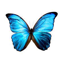 Blue Butterflies Art Is More Than The Finished Product It Is The Enjoyment Of The Blue Morpho Butterfly Butterfly Photos Blue Butterfly