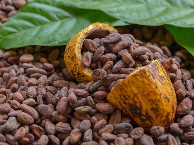 Cacao, l'ingrediente primario per benessere e sport | Erba Vita