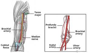 Arterial Supply To The Upper Limb Subclavian Brachial