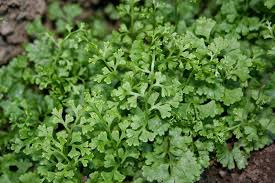 Image result for Anogramma