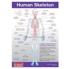 Human Anatomy And Skeleton Chart Educational Toy Buzz