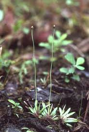 Image result for Xyris elegantula