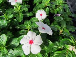 View more property details, sales history and zestimate data on zillow. Madison Gardens Nursery Plants Flowers Shrubs Trees Ground Cover Vines Vegetables And Herbs