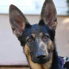 When Will My German Shepherd S Ears Stand Up Pethelpful