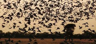 Caza De Tortolas En Argentina Coto El Cortijo Hunting Dove Hunting Argentina
