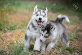 You won't find a better companion than a siberian husky. Cute Siberian Husky Puppies Playing On Green Grass Stock Photo Picture And Royalty Free Image Image 78278750