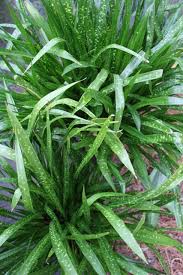 Image result for Asparagus minutiflorus