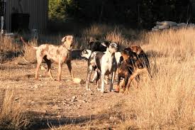 Profile for Bay n Slay Catahoulas