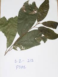 Image result for Pouteria altissima
