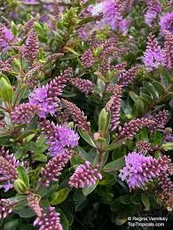 Image result for shrubby veronica hebe