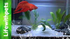How To Set Up A Betta Fish Tank Basic Planted Betta Tank Youtube