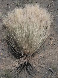 Image result for Stipagrostis uniplumis