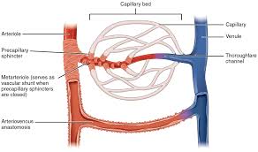 When chemoreceptors in blood vessels detect high levels of carbon dioxide in the blood, they stimulate all of the following changes except. 20 1 Structure And Function Of Blood Vessels Anatomy Physiology