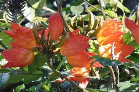 Image result for Carvalhoa campanulata