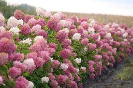 Image result for Hydrangea