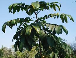 Image result for Trichilia