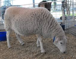 We can't wait to introduce you to our furry farm friendz! Becky S Pony Express Pony Rides Pony Party Or Parties And Mobile Petting Zoos Pony Rides Pony Party Or Parties And Petting Zoos In Orange County Los Angeles County Inland Empire And