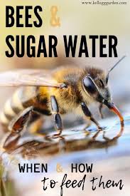 How To Attract Bees With Sugar Water Bee Feeding Bees Sugar Water For Bees