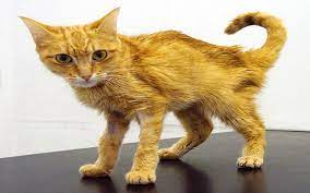 kedi akut bobrek yetmezligi bobrek yetmezligi kedi veterinerler