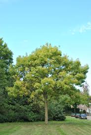 Ein Mittelgrosser Baum Mit Einer Kegelformigen Krone Und Einem Starkeren Wuchs Als Allgold Hohe Circa 10 12 M Die Zweige Si Pflanzen Grune Streifen Zweige